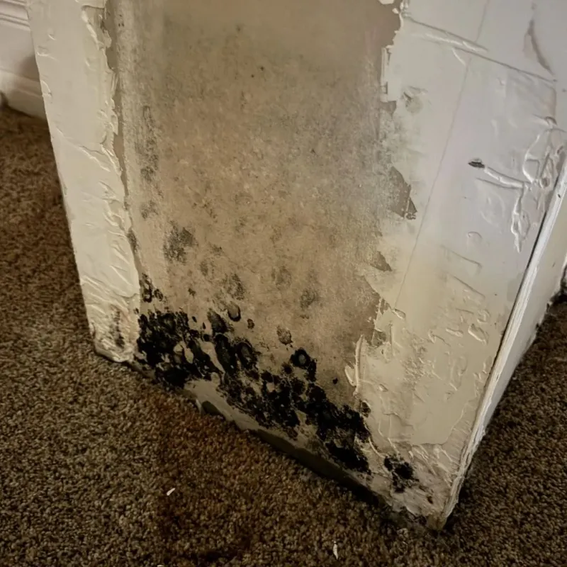 Professional Mold Removal in South Holland, IL